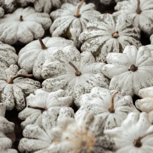 Cotton Seed ( Fuzzy)