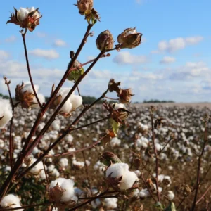 Cotton Seed ( Fuzzy)