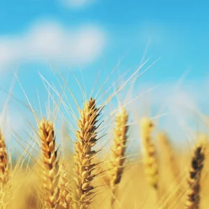 Wheat All varieties (Basic)