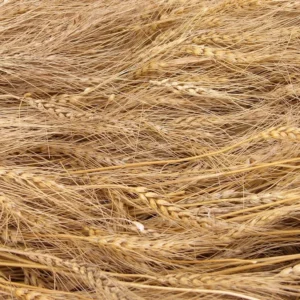 Wheat