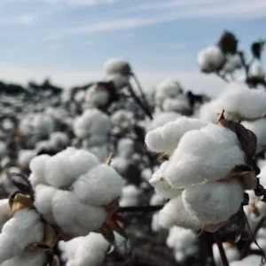Cotton Seed (Delinted)