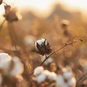 Cotton Seed ( Fuzzy)