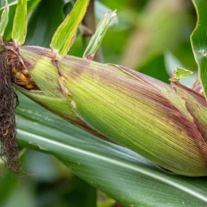 Maize Hybrid