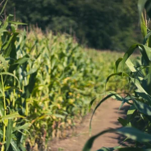 Maize Hybrid