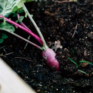 Turnip Seed