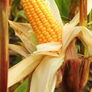 Maize Hybrid